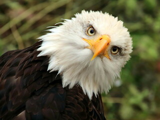 Weißkopfseeadler, der sein Kopfgefieder aufgestellt hat