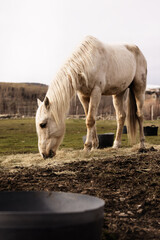 White horse eating hay in the field