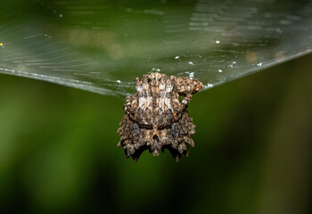 An undescribed species of Poltys orb-web spiders (Poltys sp) in Weenen, KwaZulu-Natal, South Africa