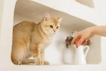 Funny Scottish Fold cat with beautiful big eyes. Beloved kitten playing in the natural atmosphere of home. 