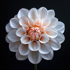 Fototapeta premium A close up of a white flower with a black background