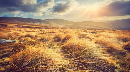 Golden grasses sway under a bright sun and moody sky. Vast landscape.