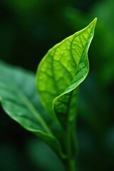 Fototapeta premium Deep green tea leaves unfurl, showing delicate veins , organic, luxury, close up