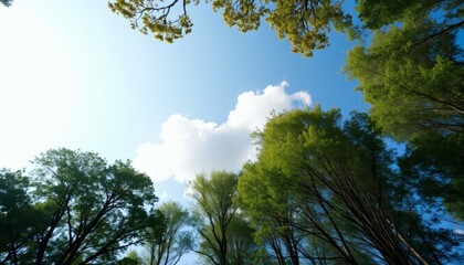Obraz premium Green Trees and Blue Sky with Fluffy White Clouds in Bright Sunlight