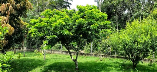 Pau Brasil tree