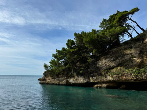 Sea and cliff overgrown maritime pines