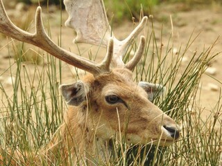 Deer with large antlers resting among tall grass in a natural habitat.