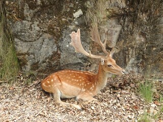 Spotted deer with impressive antlers resting on a bed of dry leaves.