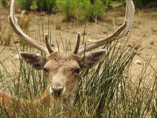 Deer with large antlers resting among tall grass, staring ahead.