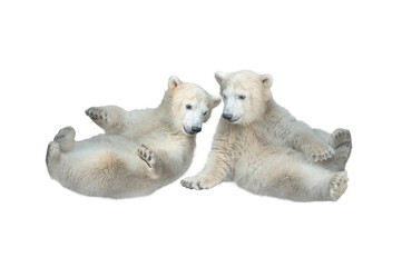 two white bear cubs isolated on white background