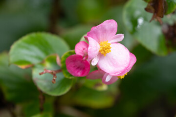 Spring Concept, Close up Blooming Pink Begonia Flowers