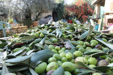 il viaggio dell'oliva dalla raccolta all'olio