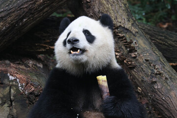 Fototapeta premium Funny Pose of Fluffy Panda, Miao MIao, Chengdu, China