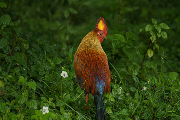 Sri Lankan junglefowl (Gallus lafayettii), the national bird of Sri Lanka, standing in the wild at Yala National Park, South Coast. Its vibrant plumage and striking comb make it a unique species