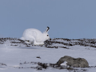 Schneehase im fliegenden Galopp