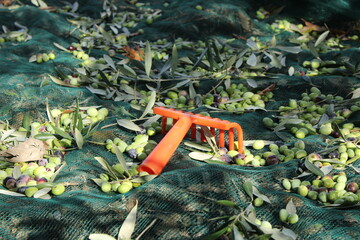 raccolta delle olive e lavoro al frantoio per la produzione dell'olio evo