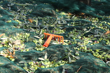 raccolta delle olive e lavoro al frantoio per la produzione dell'olio evo