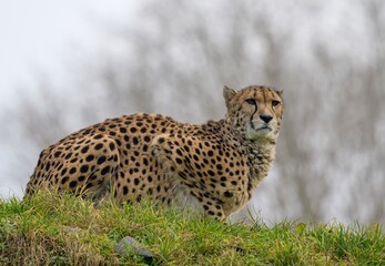 cheetah in the grass