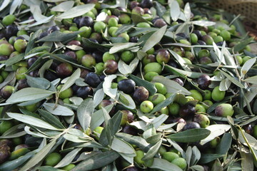raccolta delle olive e lavoro al frantoio per la produzione dell'olio evo