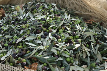 raccolta delle olive e lavoro al frantoio per la produzione dell'olio evo