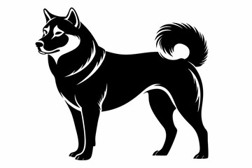black and white dog