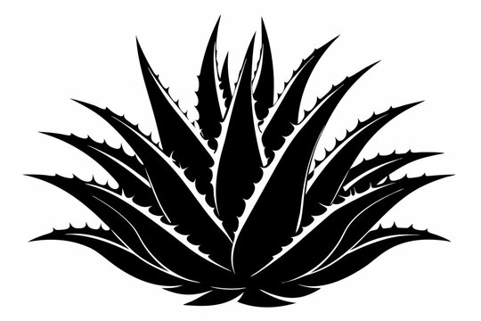 black aloe vera plant on white background clip art preview