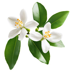 Fototapeta premium Lemon tree flower isolated on transparent background