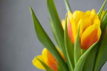 close up of flowers, yellow tulips on gray background. florist, flower shop. bouquet of flowers as gift for woman on birthday or March 8th. bouquet of tulips for holiday, postcard. space for text.