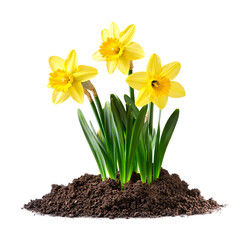 Yellow daffodils isolated on transparent background