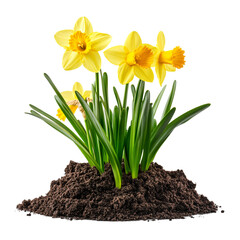 Yellow daffodils isolated on transparent background