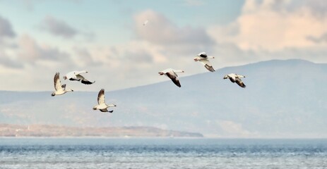 Des oies blanches en plein vol 1