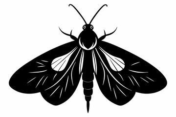 codling moth line art silhouette vector illustration