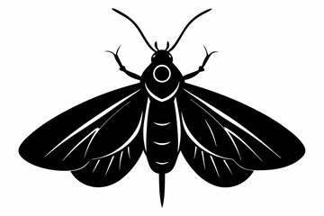 codling moth line art silhouette vector illustration