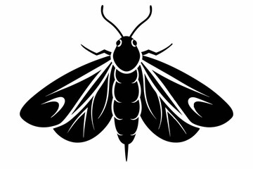 codling moth line art silhouette vector illustration