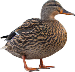 mallard duck close up isolated on transparent background