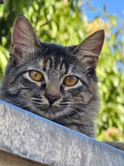 Gata Fotogênica