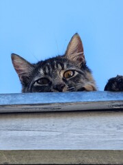 Gata Fotogênica