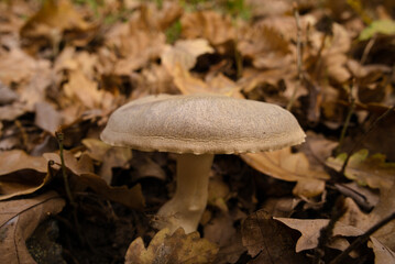 mushroom in the forest