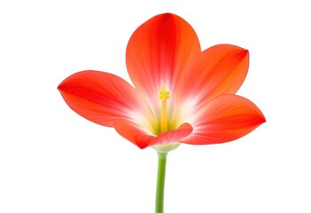 Fototapeta premium A single vibrant bloom, petals perfectly formed, isolated against a pure white backdrop, purple, illustration