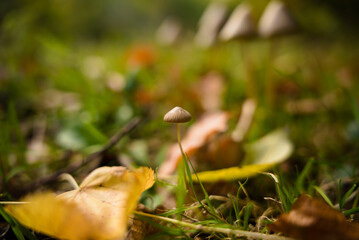 mushroom in the forest