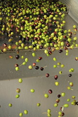 raccolta delle olive e lavoro al frantoio per la produzione dell'olio evo