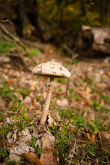 Fototapeta premium mushroom in the forest