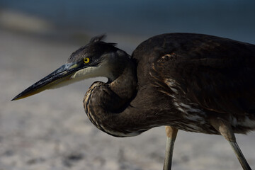Great Blue Heron on Bird Island, Orange Beach, AL