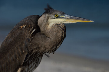 Great Blue Heron on Bird Island, Orange Beach, AL