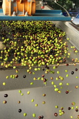 raccolta delle olive e lavoro al frantoio per la produzione dell'olio evo