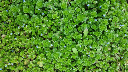 Green ground cover plants with small blue flowers. Natural spring vegetation and botanical texture. Design for background, wallpaper, poster.