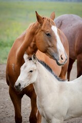 Fototapeta premium Mare and foal in a serene pasture.