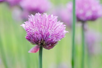 Vibrant Purple Chive Flower Close-Up