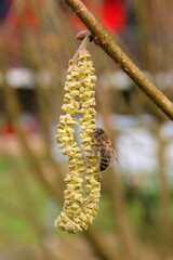 Eine Biene sucht Blüten auf zur Bestäubung. Pollenflug