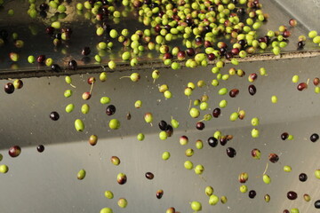 raccolta delle olive e lavoro al frantoio per la produzione dell'olio evo